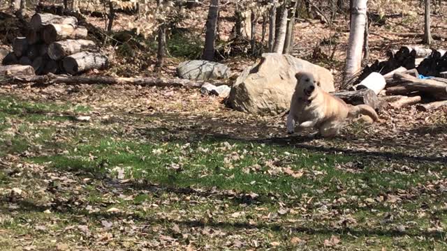 Golden Retriever has fun chasing leaves