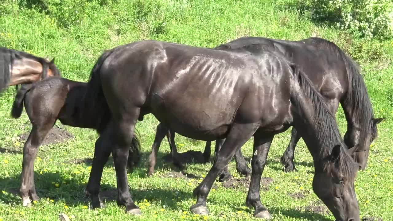 Horses are in full swing on mountain meadows.