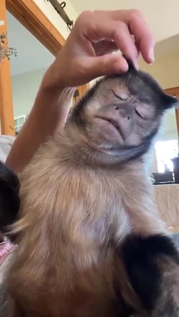 Current Situation Relaxing