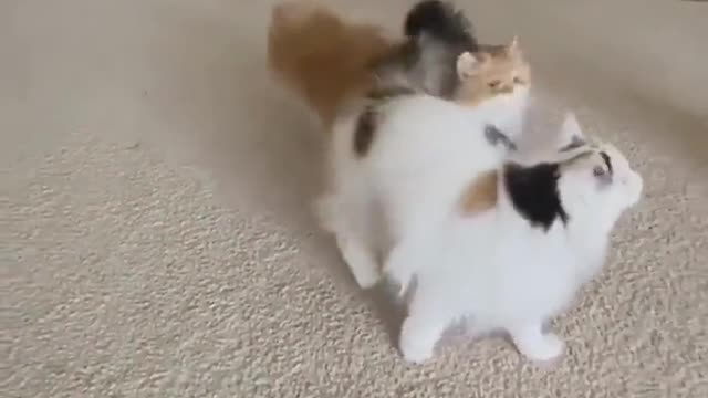 Funny & cute animals