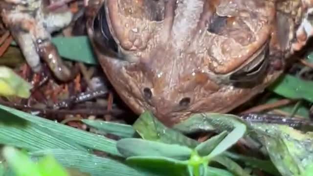 Massive frog!