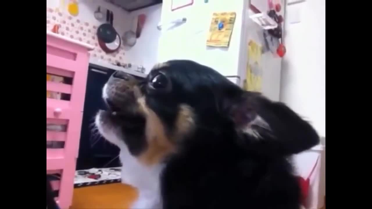 This dog can't stand when he snores
