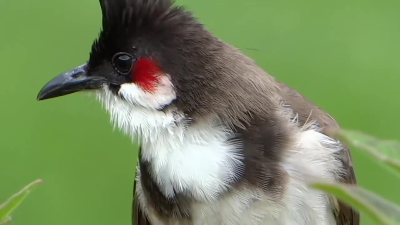 Bulbul calling, Natural Birds Voice, Bird Natural Sound