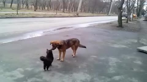 The cat is friendly with the dog.