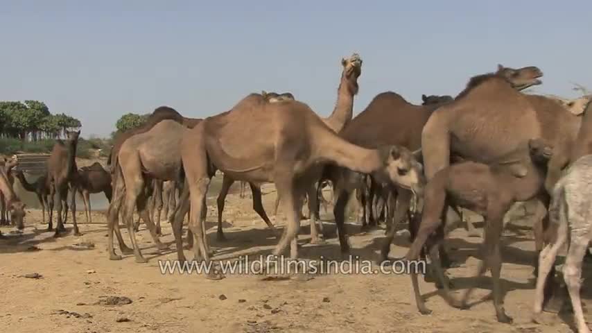 Camels depart on a desert journey - Kutch, Gujarat