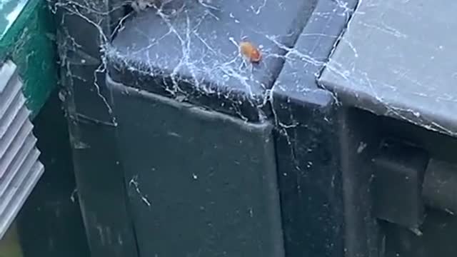 College Boys Cheer on a Spider Dueling a Wasp