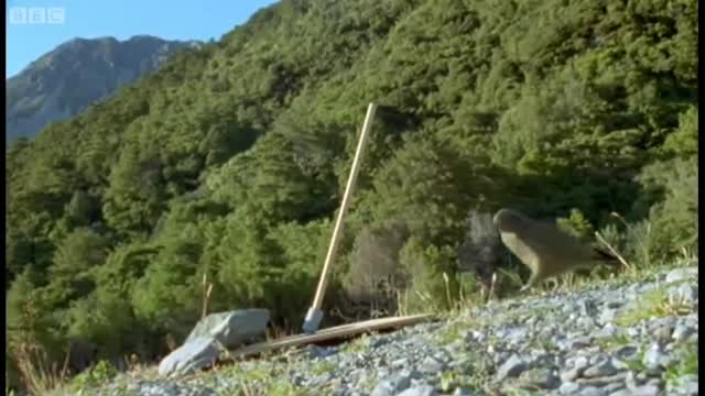 Sneaky Kea Raids A Garbage Bin | The Smartest Parrot | BBC Earth