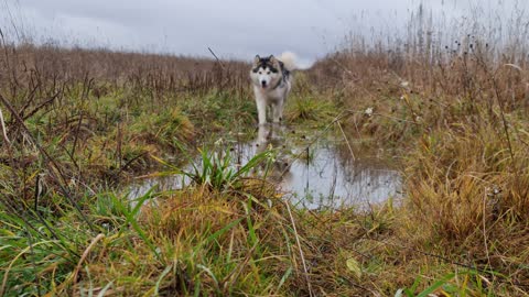 Dog Running on the Wet Grass