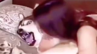 husky dog does not want it, husky screaming