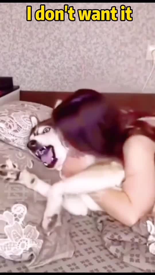 husky dog does not want it, husky screaming