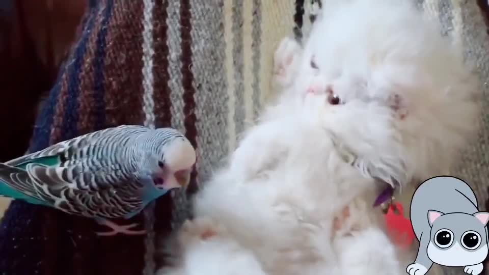 So adorable I’m having heart-attack Parrot Playing With Cute Cat