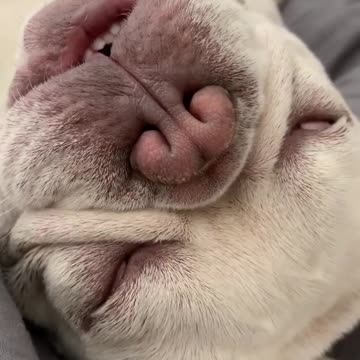 Today is the perfect day to stay in and cuddle with this snoring pup