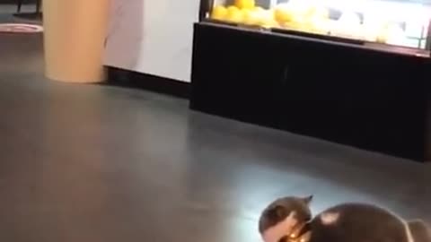 Lovely Cat, black cat, cats, funny cats, funny cat videos 16033