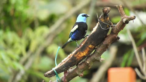 A color full bird