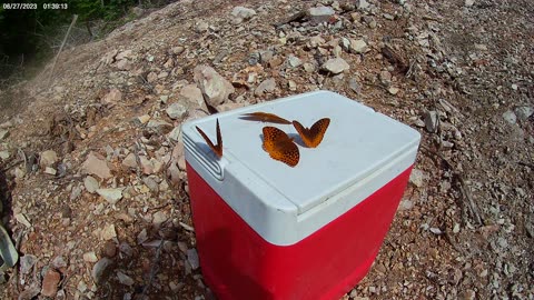 A few friendly butterflies.