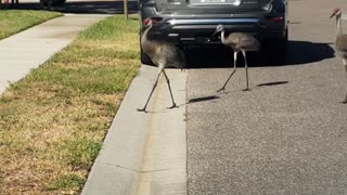 Baby crane growing