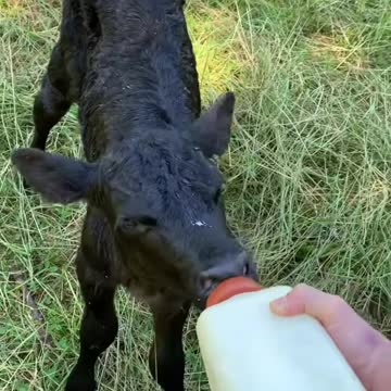 Bottle-fed calf happily waddles over for her breakfast
