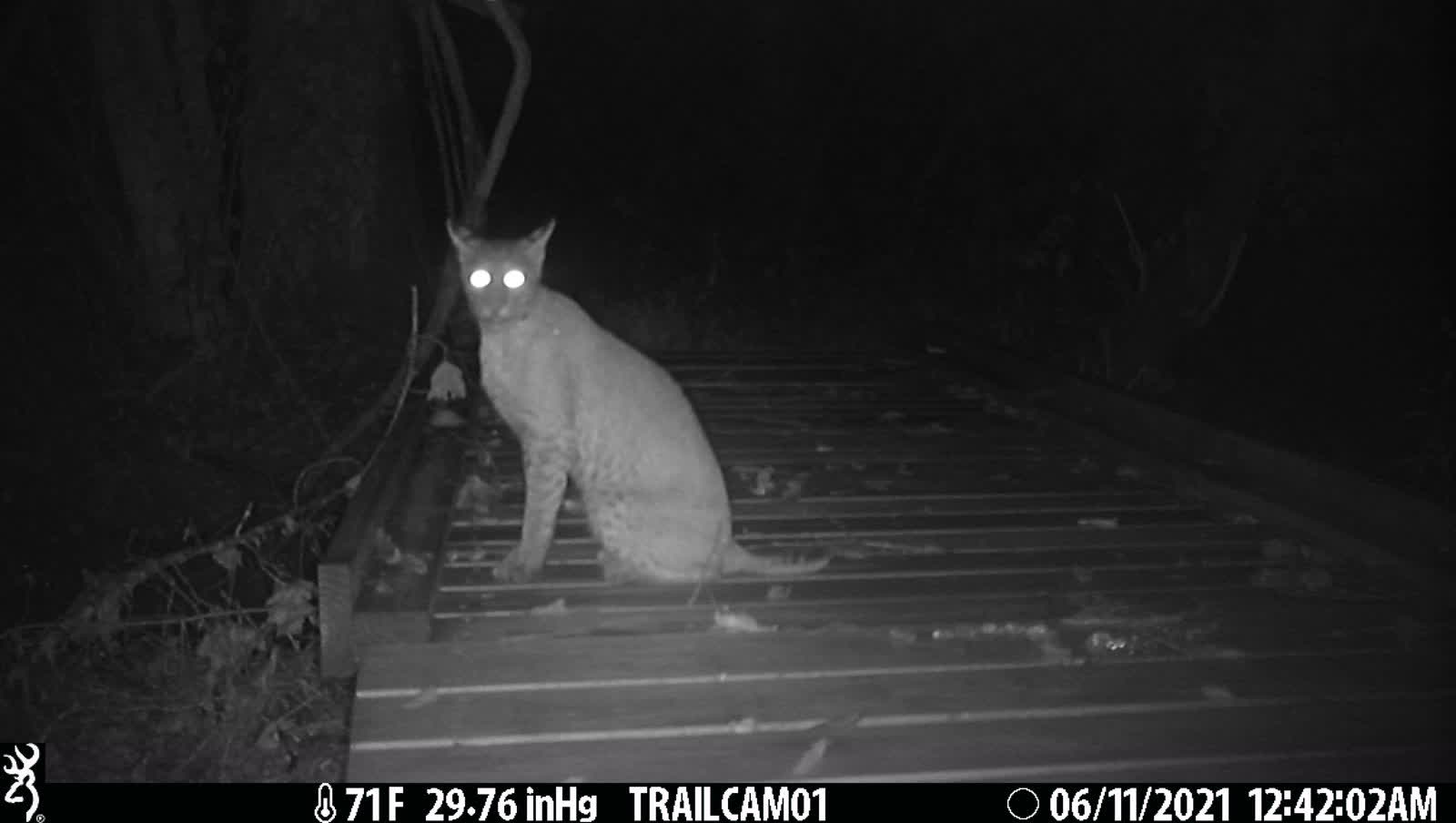 Very Vocal Young Bobcat