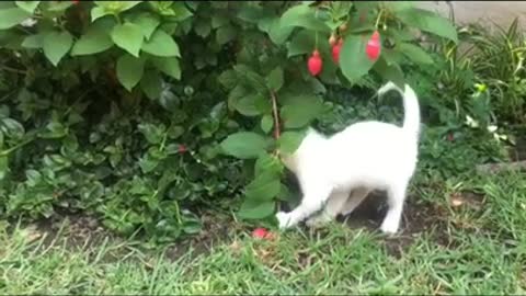 white cat play video