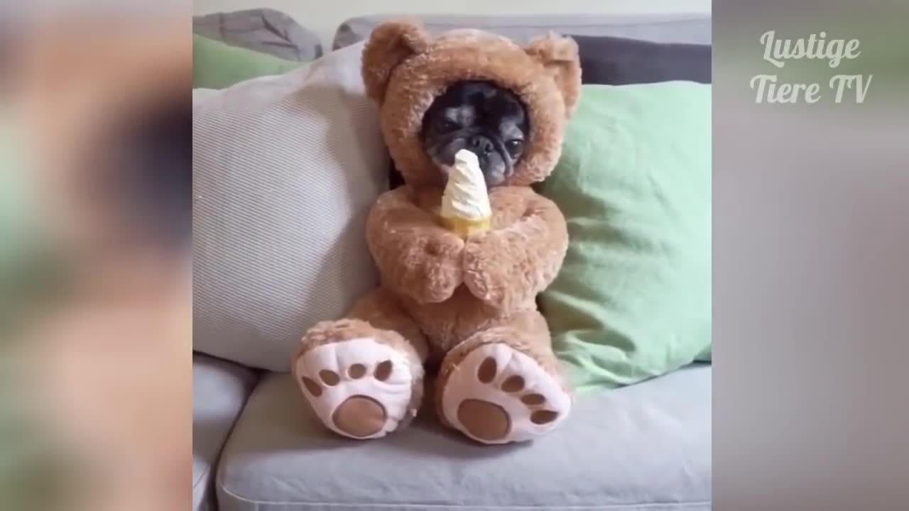 OMG Super Cute ♡ Best FunnyCats and Dogs