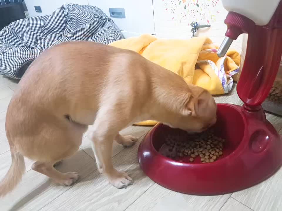 Cute puppy's mealtime