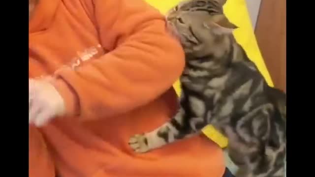 Funniest cat videos #20 - HILARIOUS!