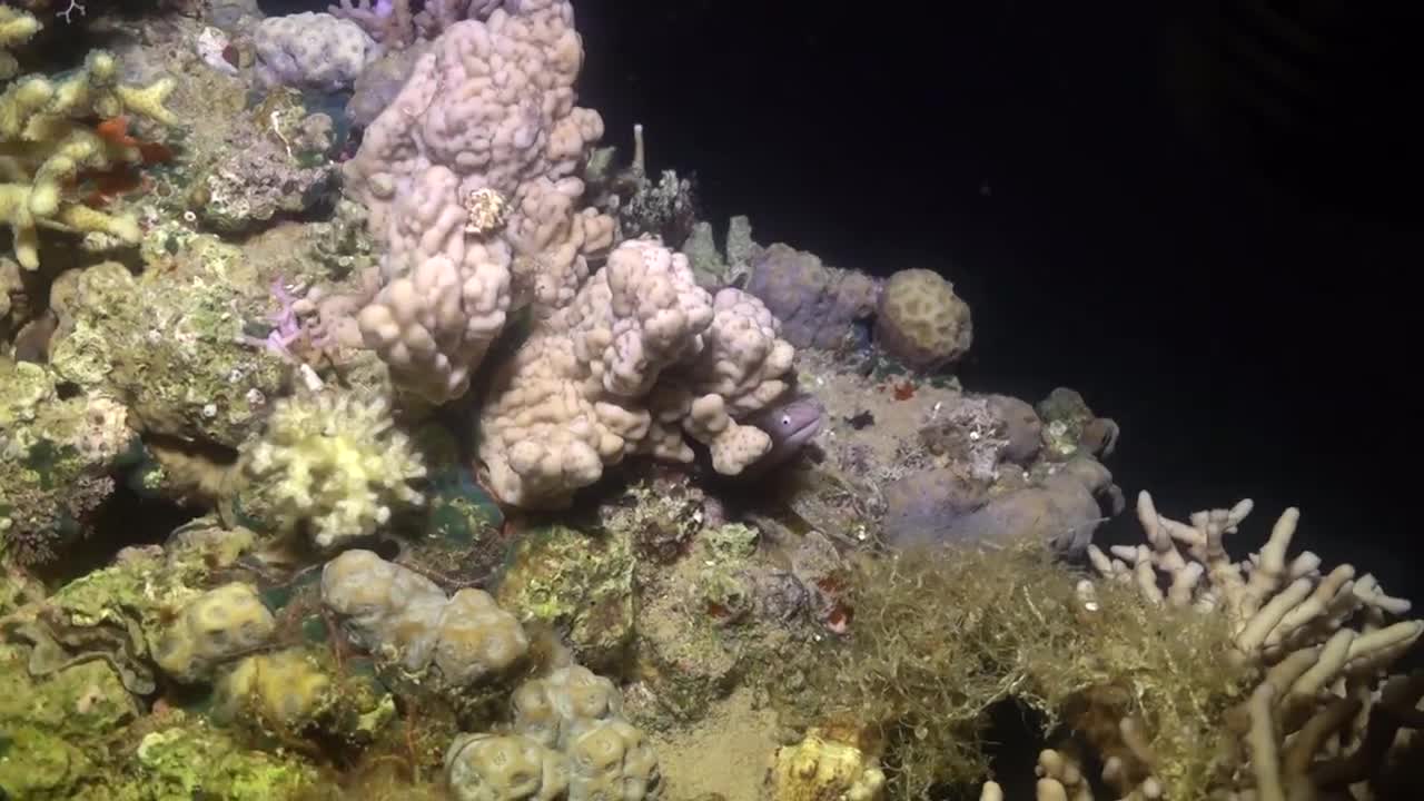 Mooray lycodontis undulatus in the Red Sea, eilat israel - photographed by Meni Meller