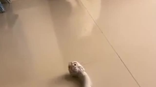 Cat funny video