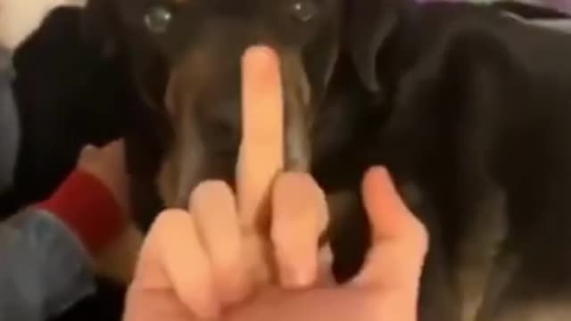 Dog reacts to getting flipped off! #shorts