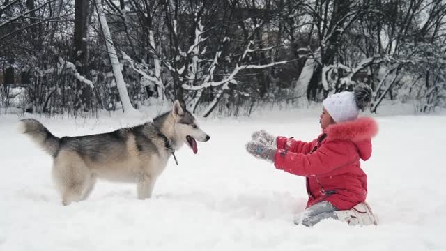 Amazing Playing dog on the snow & with her friend