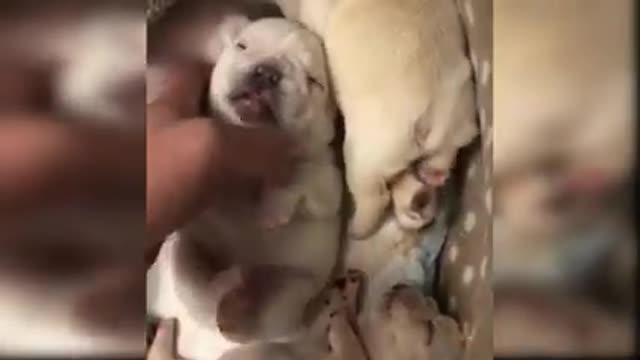 Baby Dogs - Cute and Funny Dog Videos
