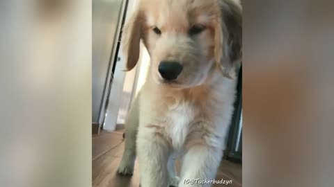 Cute and Funny Golden Retriever Puppy Videos 🐶