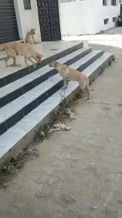 وللرحمة عنوان ساعات تلقى كلب انسان وساعات تلقى انسان كلب..