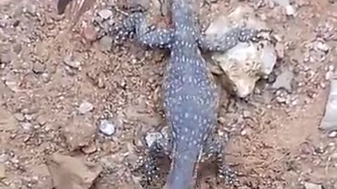 Monitor Lizard catches a Shrew 🦎🐭😯