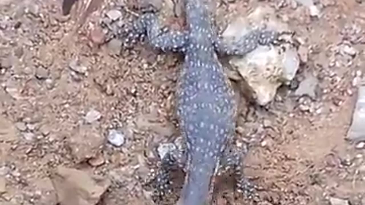 Monitor Lizard catches a Shrew 🦎🐭😯