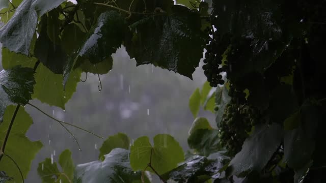 Relaxing rain sound for sleeping and studying || rain sound relaxing mind.
