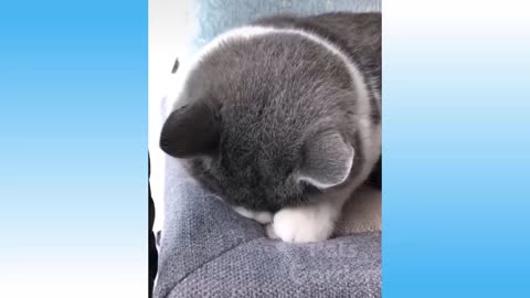 😍 Compilation of videos of cute cats and funny dogs