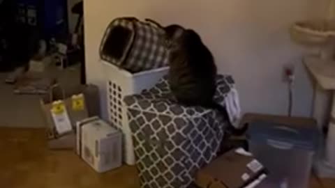 Tabby Cat Traps Sister Cat in Laundry Basket