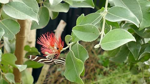 Butterflies,Butterflies video,Animal,Animal video