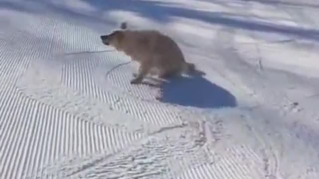 A dog who enjoys skiing in the snow😹😹