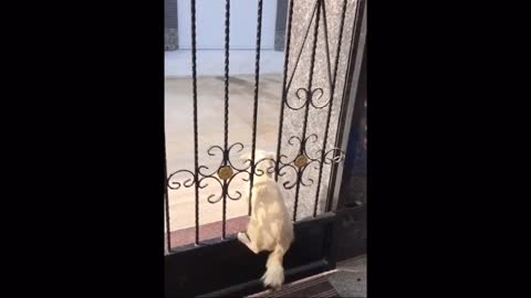 Dog funny fails complication.