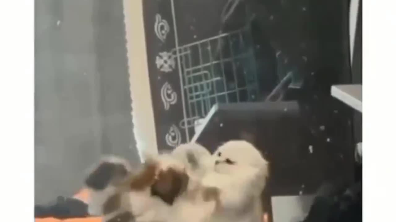 Adorable 😍 fight