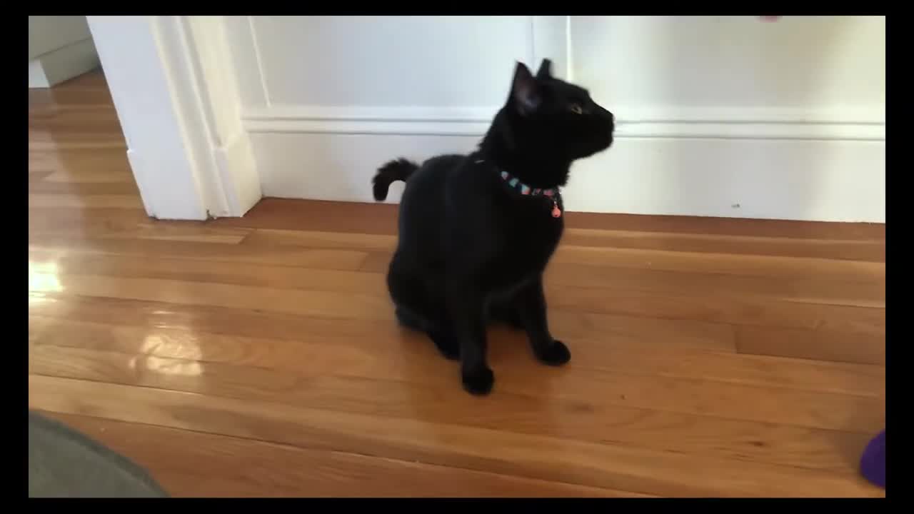 Training cat to follow and sit