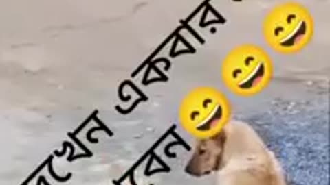 Funny Animal. Videos