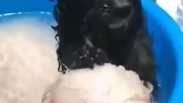 DOG TAKE THE BATH