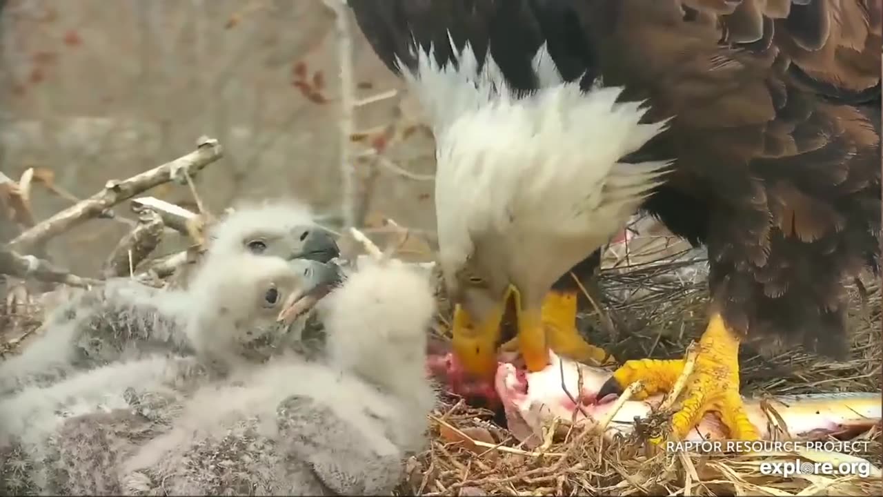 Decorah Eagle 🦅Fresh fish