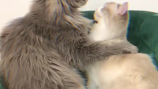love between animals