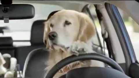 driver dog, funny