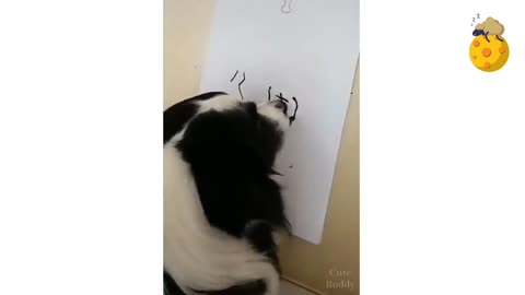 amazing dog doing calculations