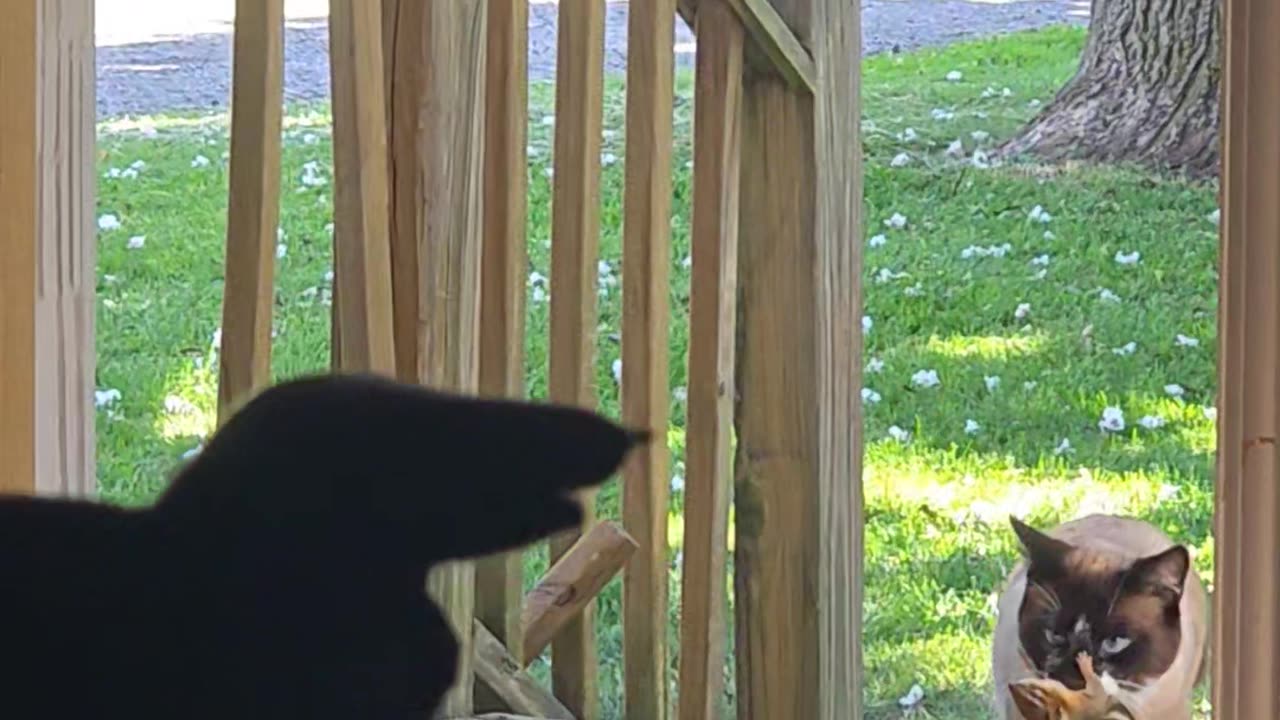Cat Releases Live Chipmunk Indoors